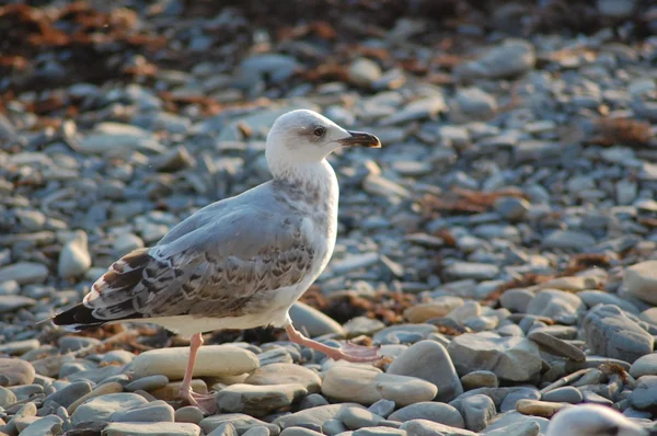 stock image Seagull