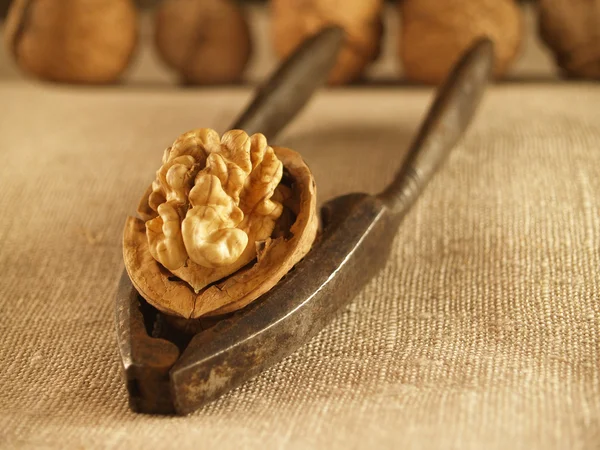 stock image Nutcracker and walnut