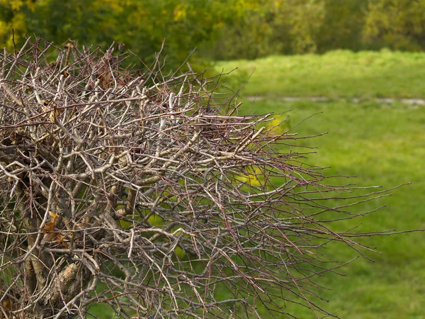 stock image Bush