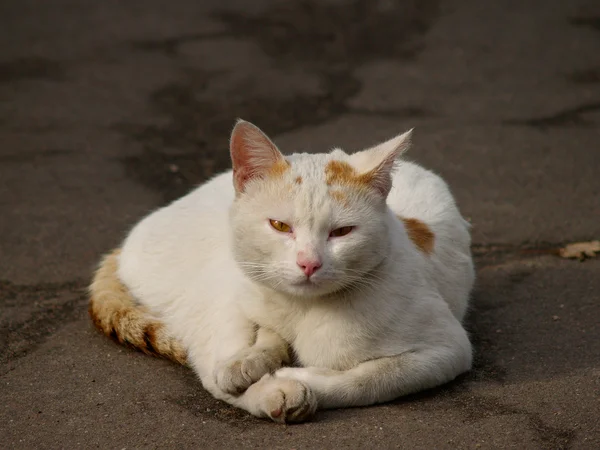 stock image Homeless2