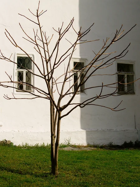 stock image Tree