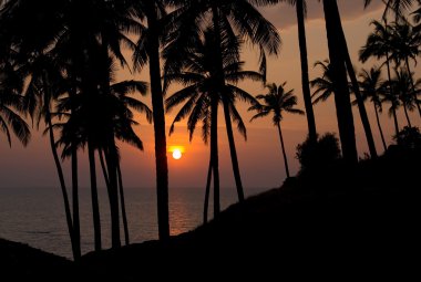 Palm trees on a sunset clipart