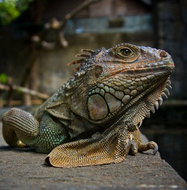 Iguana portrait clipart