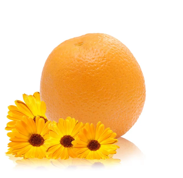 橙色、 黄色金盏花 — 图库照片