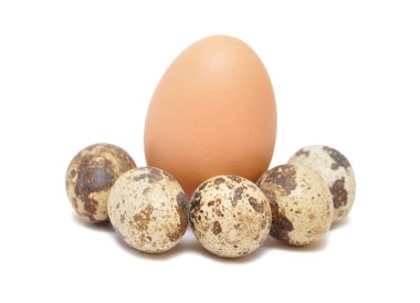 Quail and hen's eggs clipart