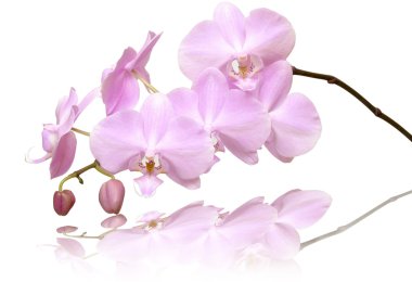 Orchid clipart