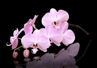 Orchid clipart