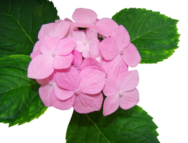 stock image Pink hydrangea isolated on a white