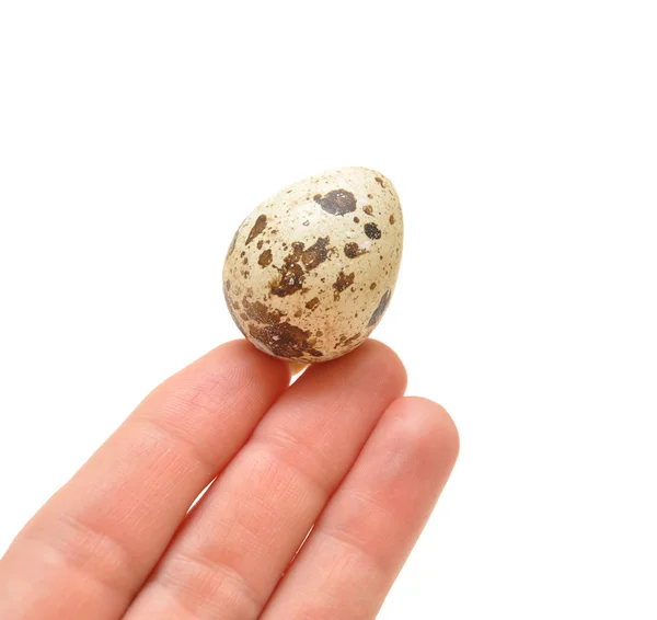 Перепелиное яйцо в руке — стоковое фото