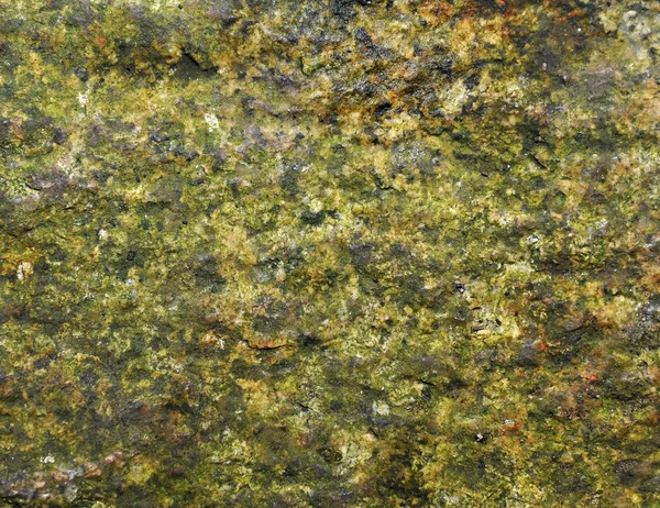 Moss on wall — Stock Photo, Image