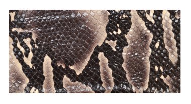 Snake skin clipart