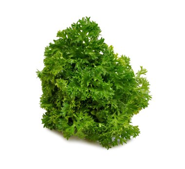 Parsley clipart