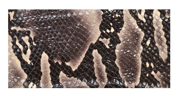Pelle di serpente — Foto Stock