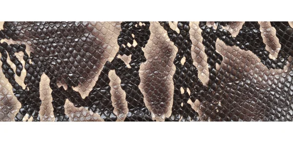 Pelle di serpente — Foto Stock