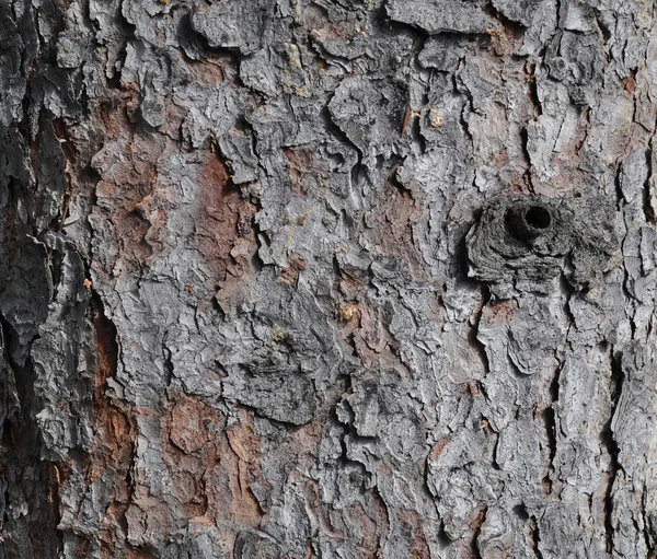 樹皮 — ストック写真