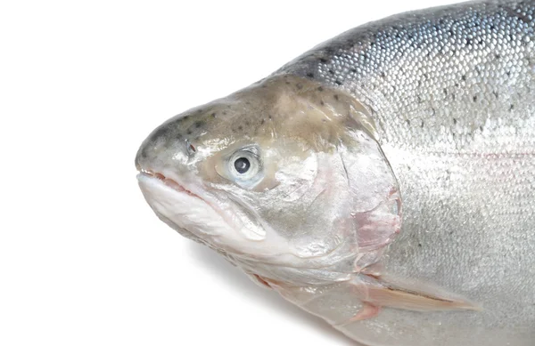 Fresh raw salmon — Stock Photo, Image