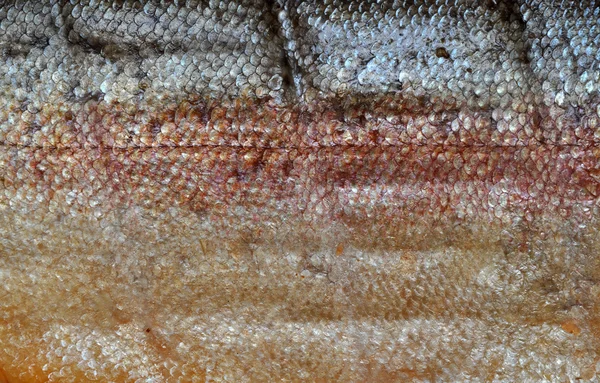 Escalas de salmão, textura natural — Fotografia de Stock