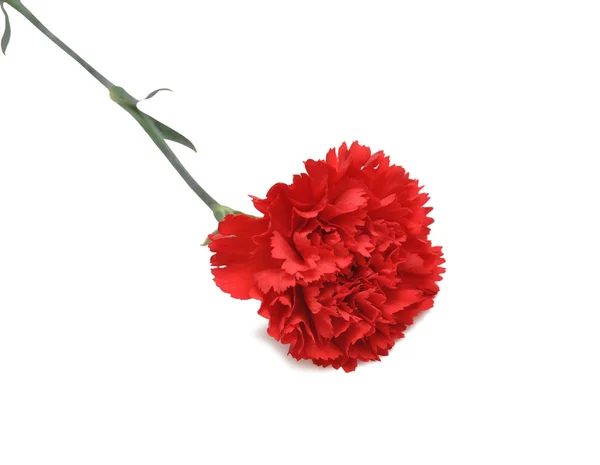 Czerwony kwiat goździka — Zdjęcie stockowe