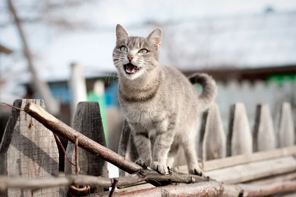 Grå katt — Stockfoto
