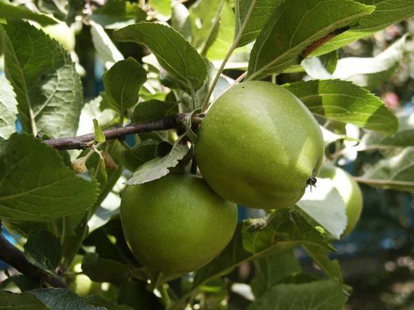 Zielone jabłka powiesić na oddział — Zdjęcie stockowe