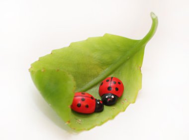 Ladybirds on a green leaf