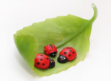 Ladybirds on a green leaf