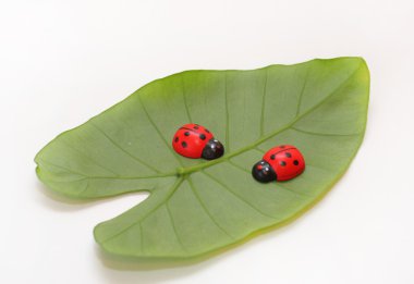 Ladybirds on a green leaf