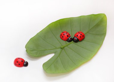 Ladybirds on a green leaf