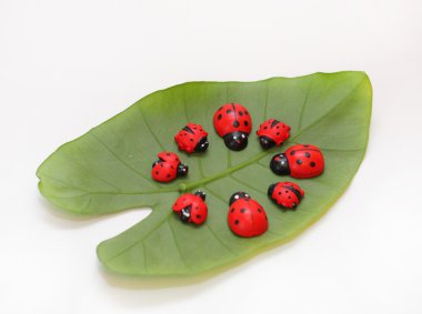 Ladybirds on a green leaf