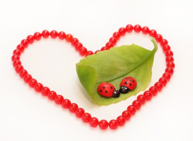 Ladybirds on a green leaf