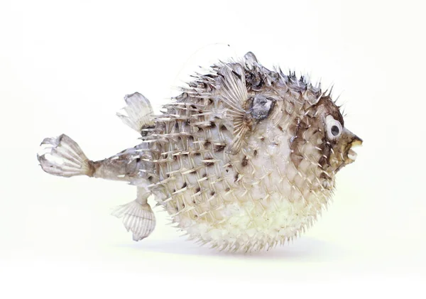 stock image Fish a hedgehog