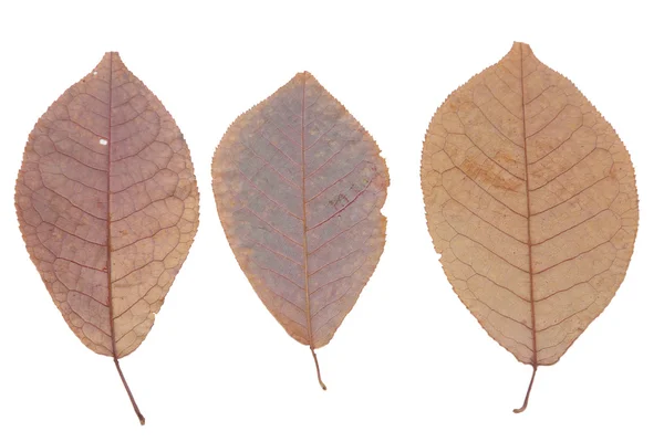 stock image Dry leaves of a bird cherry