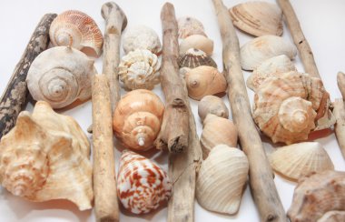 farklı cockleshells
