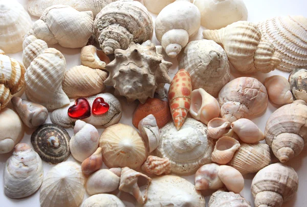 Two hearts lie on cockleshells — Stock Photo, Image