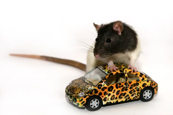 쥐와 자동차 스톡 이미지