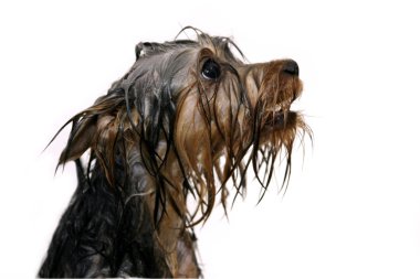 Wet dog clipart