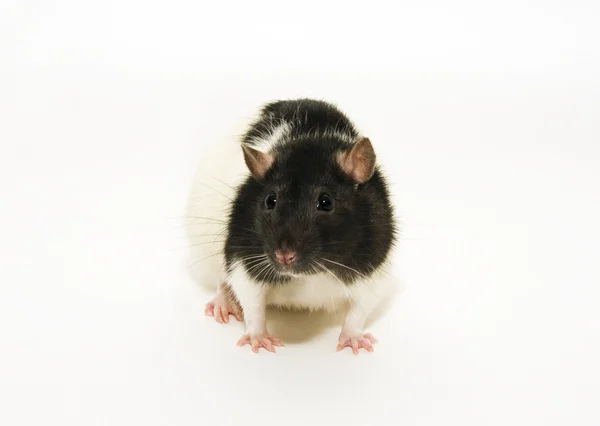 호기심 쥐 — 스톡 사진