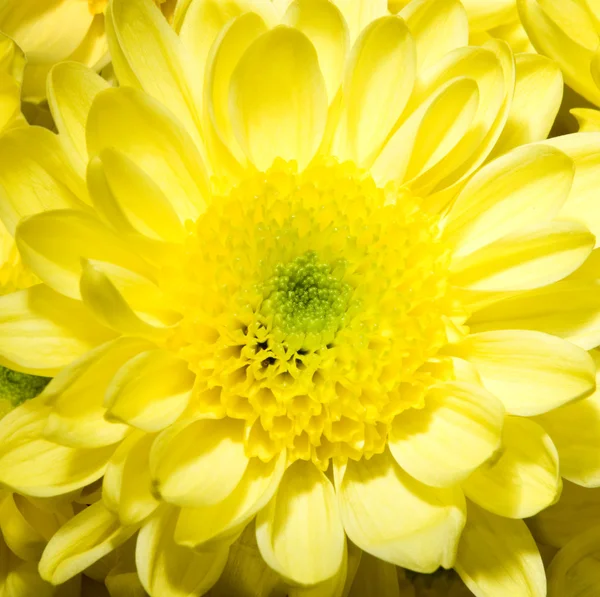 One yellow chrysanthemum — Stock Photo, Image