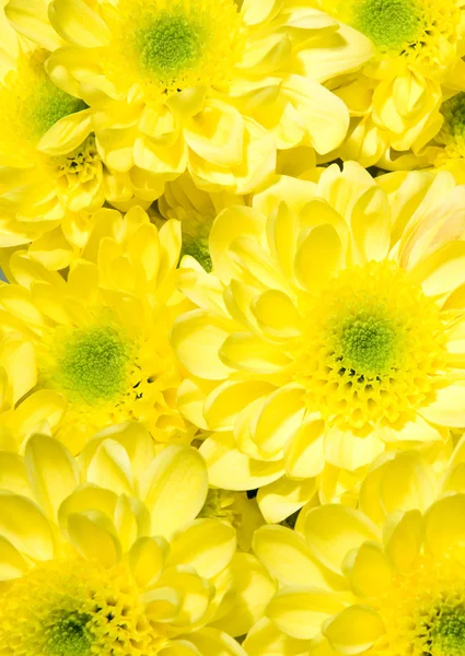 stock image Bouquet of yellow chrysanthemums