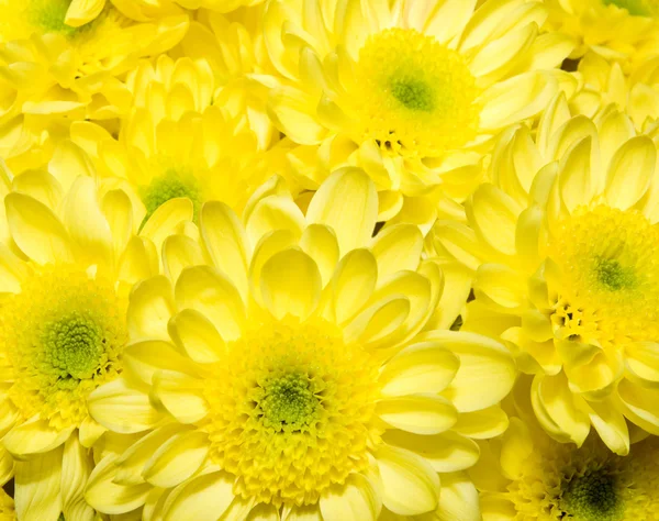 Bouquet di crisantemi gialli — Foto Stock