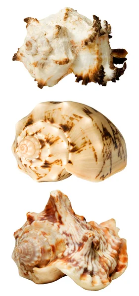 stock image Collage with seashells