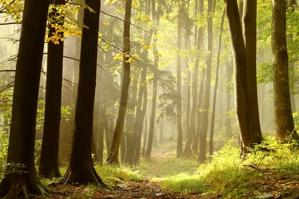 Höstens skog på toppen av berget — Stockfoto
