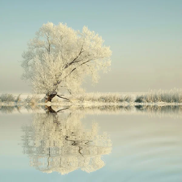 Зимнее дерево, покрытое морозом — стоковое фото