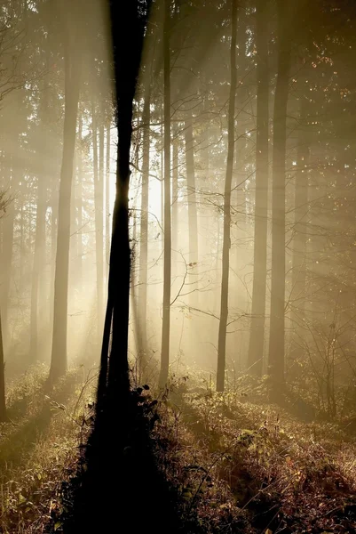 Kouzelný les — Stock fotografie