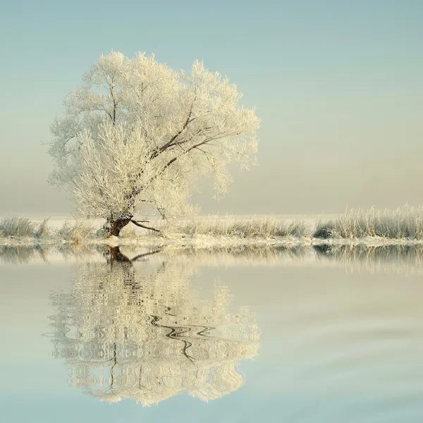 Vinterträd täckt med frost Stockfoto