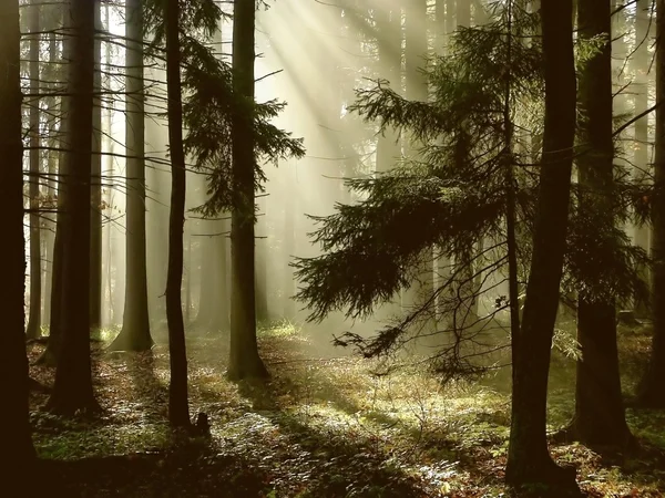 Naaldhout bos bij dageraad — Stockfoto