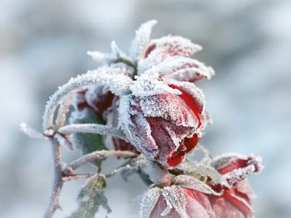 Red roses covered with frost — Stock Photo, Image