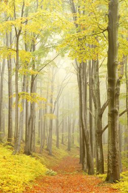 Picturesque beech forest