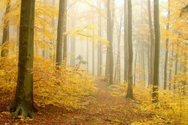 Autumn beech forest clipart