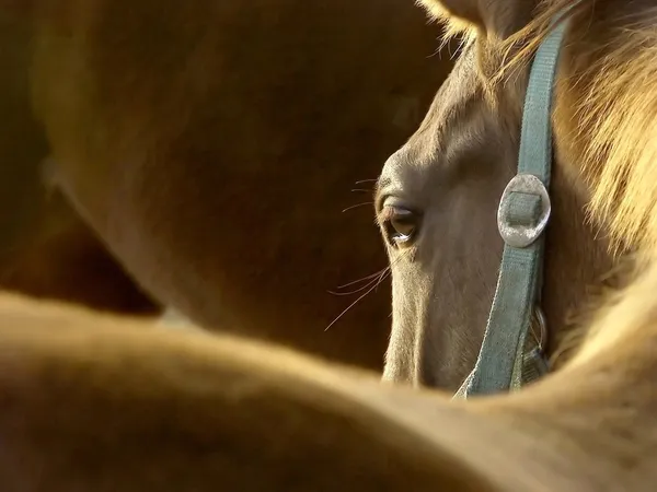 Hästens huvud — Stockfoto